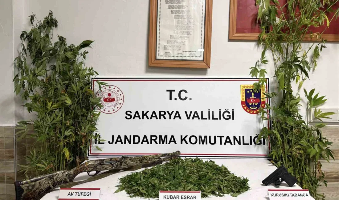 Sakarya’nın Karasu ilçesinde ormanlık alana yasa dışı kenevir hasat etmek