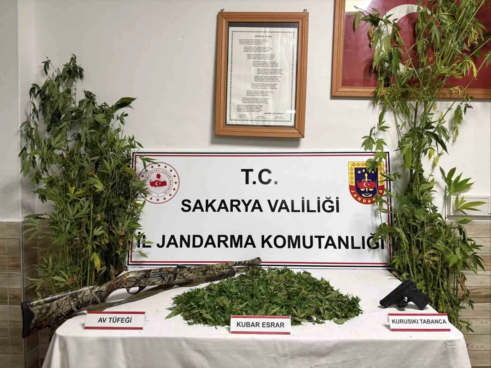 Sakarya’nın Karasu ilçesinde ormanlık alana yasa dışı kenevir hasat etmek