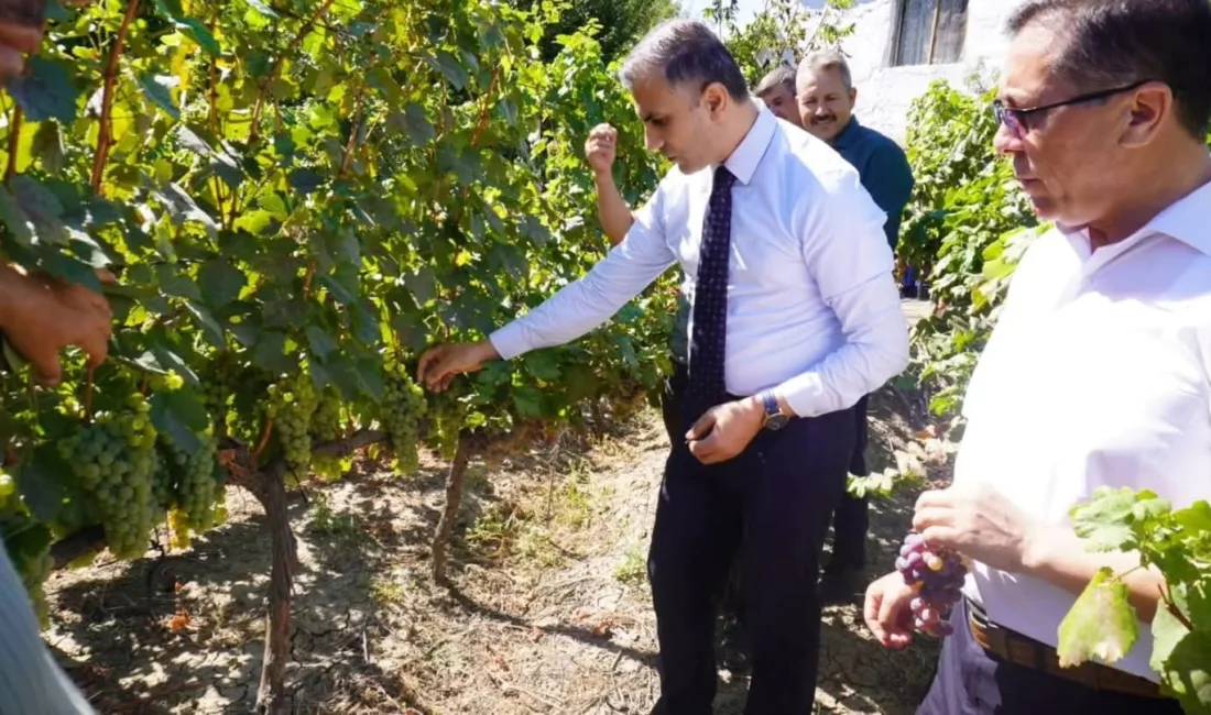 Çorum’un Osmancık ilçesinde yüzyıllardır yetiştirilen ve Evliya Çelebi’nin Seyahatnamesinde de