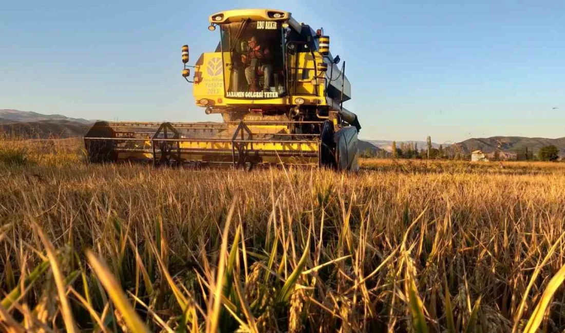 Türkiye’nin önemli pirinç üretim merkezlerinden olan Çorum’un Osmancık ilçesinde, 20