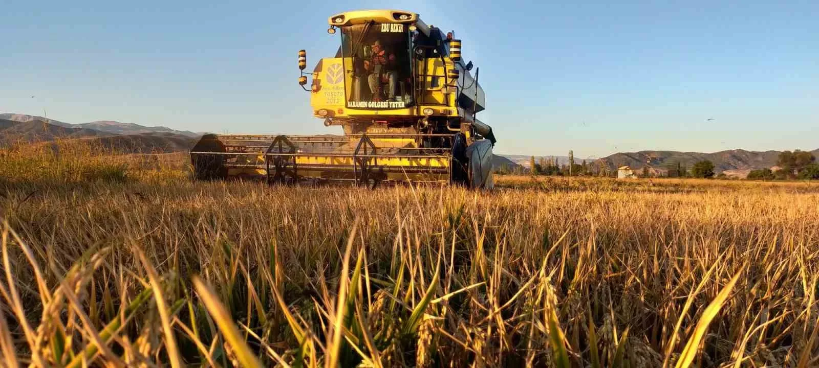 Türkiye’nin önemli pirinç üretim merkezlerinden olan Çorum’un Osmancık ilçesinde, 20