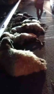 Muş’ta otomobil çarpması sonucu sürüdeki onlarca küçükbaş telef oldu. Olay,