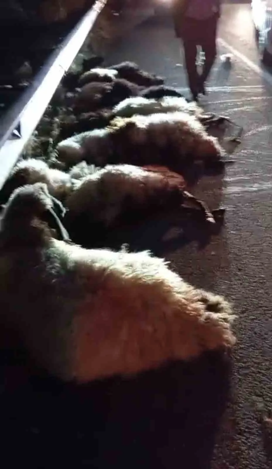 Muş’ta otomobil çarpması sonucu sürüdeki onlarca küçükbaş telef oldu. Olay,