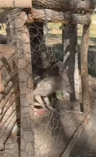 Van’ın Özalp ilçesinde kafeste tutulan kurt, jandarma ekiplerinin çalışması sonucu
