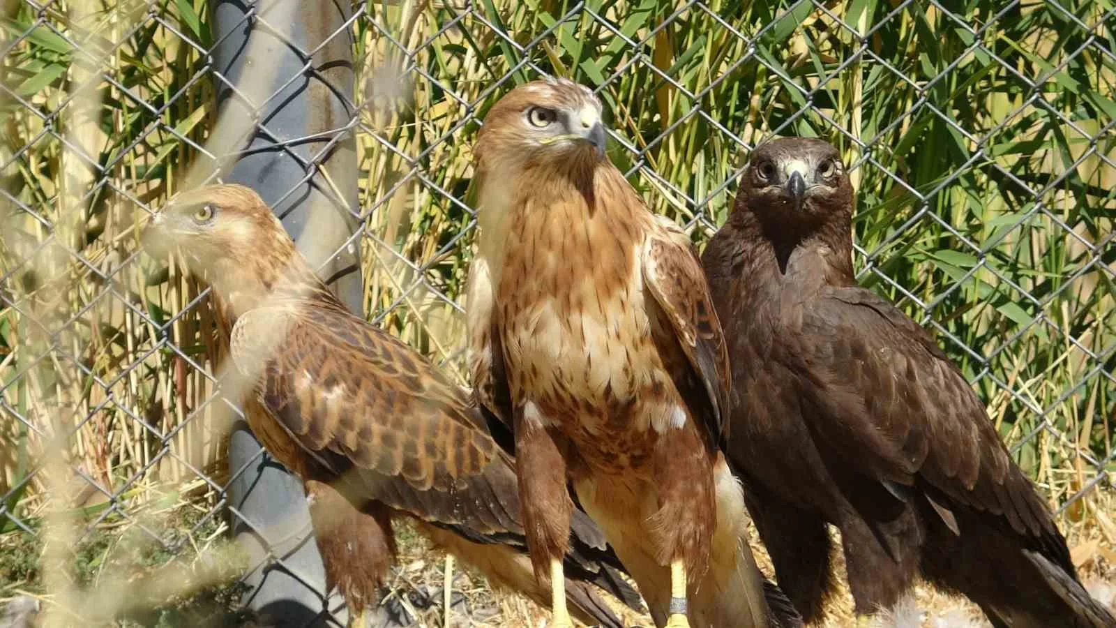 Van Yüzüncü Yıl Üniversitesi (YYÜ) Yaban Hayvanları Koruma ve Rehabilitasyon