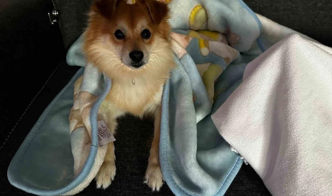 Bursa’da bir aile, 24 Temmuz’da kaybolan Pablo adındaki köpeği bulana