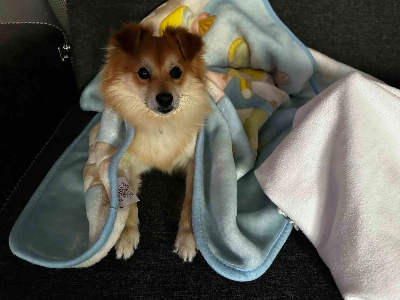 Bursa’da bir aile, 24 Temmuz’da kaybolan Pablo adındaki köpeği bulana