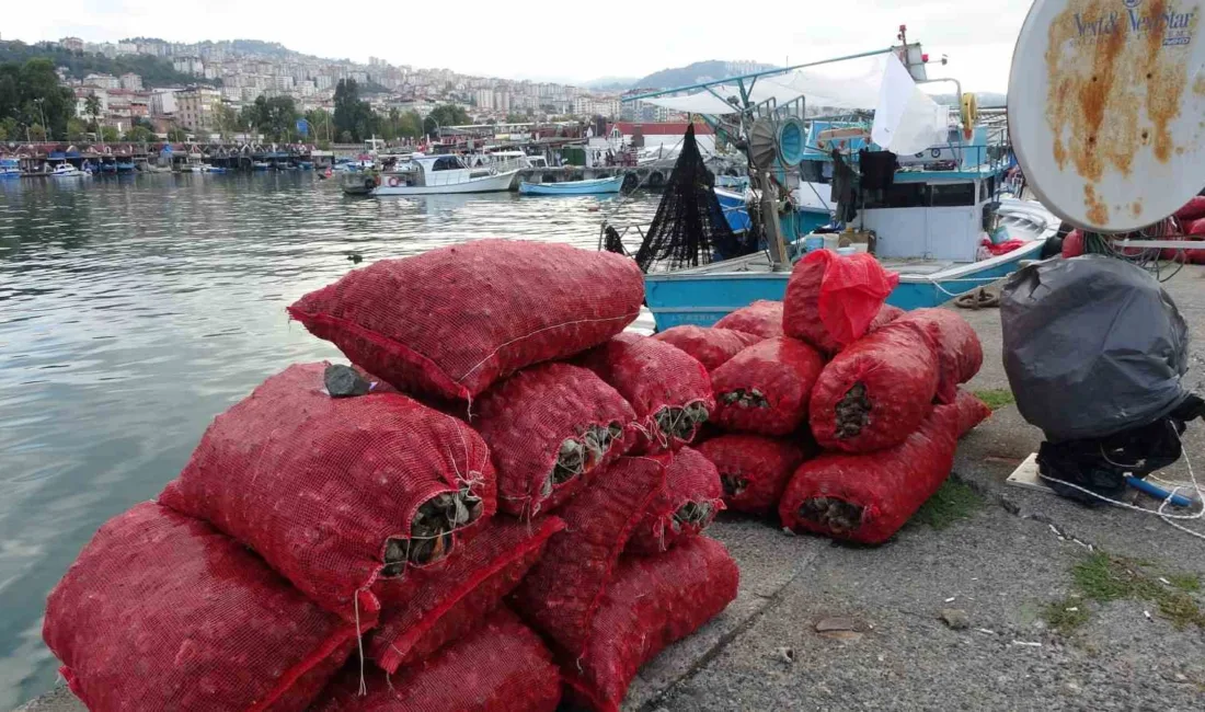Balıkçıların geçim kaynağı olan deniz salyangozu avı Eylül ayı itibariyle