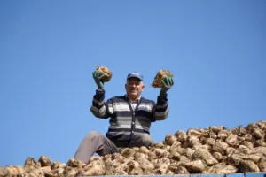 Bu yıl pancar üretimindeki düşüşe rağmen mevcut stoklar dolayısıyla şeker