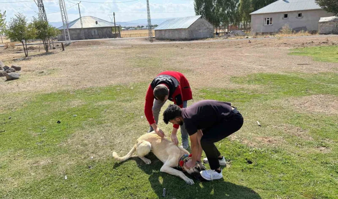 Ağrı’nın Patnos ilçesinde, sahipli köpeklerin kimliklendirilmesi kapsamında mikroçip ve kuduz