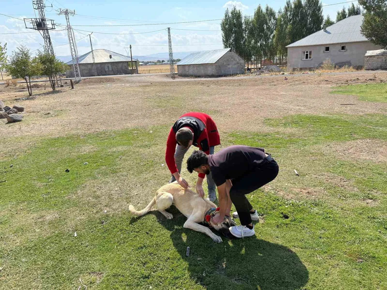 Ağrı’nın Patnos ilçesinde, sahipli köpeklerin kimliklendirilmesi kapsamında mikroçip ve kuduz