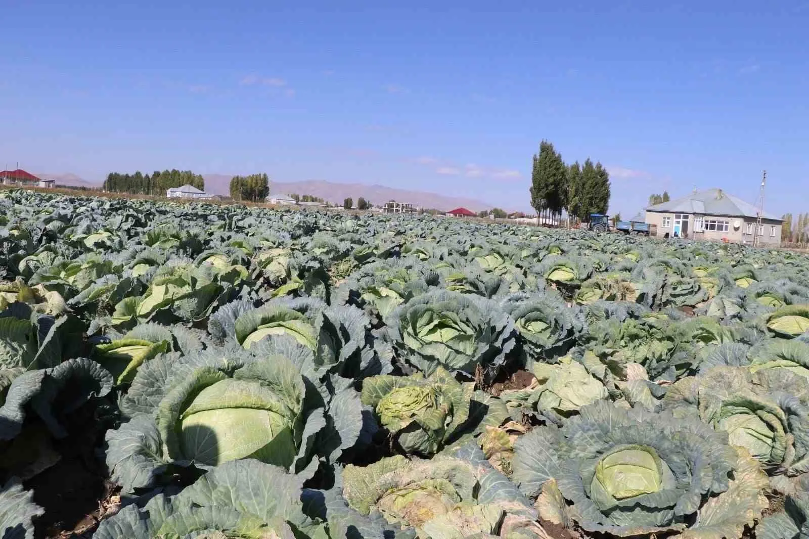 Ağrı’nın Patnos ilçesine bağlı Yalçınkaya Köyü’nde, bölge ekonomisi ve üretici