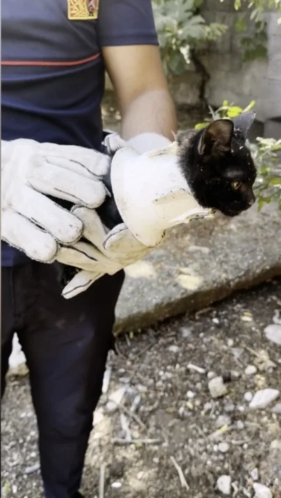 Osmaniye’de plastik kapağa sıkışan yavru kedi, itfaiye ekiplerince kurtarıldı. Edinilen