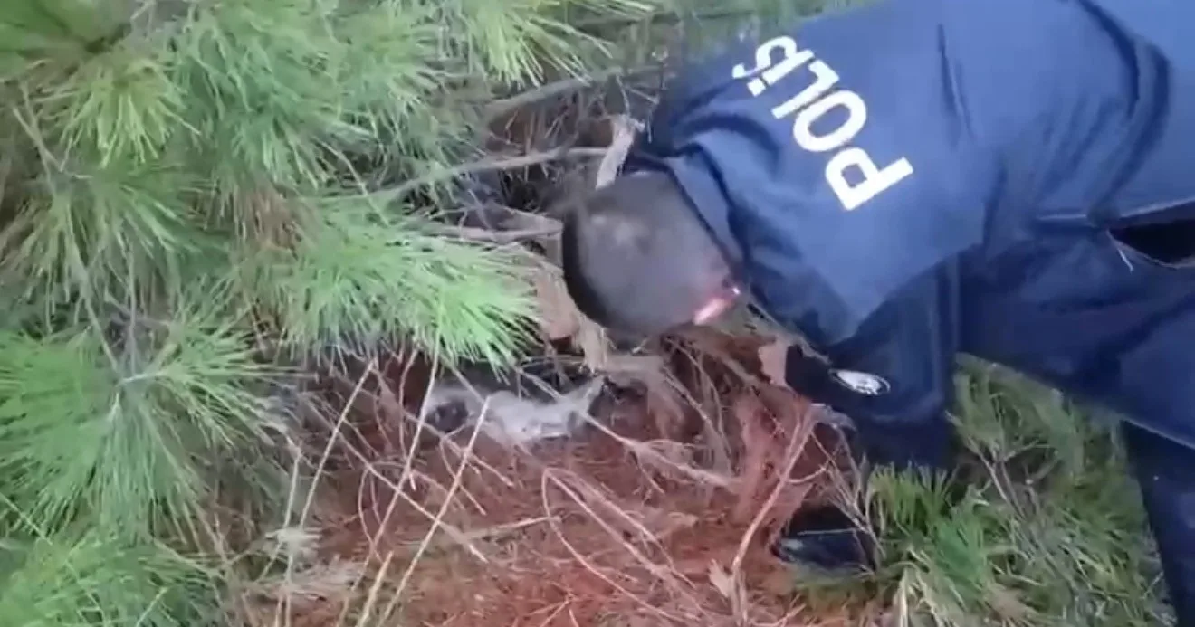 Samsun’da polis ekipleri kafes içinde canlı bıldırcın ve ses sistemi