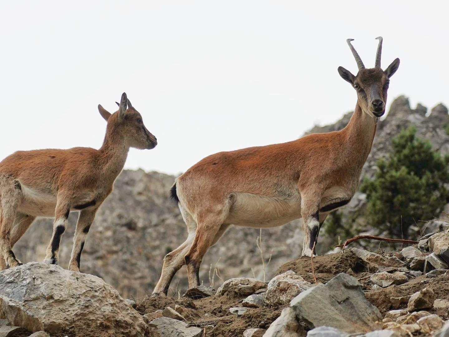 Adana’nın Pozantı ilçesinde yiyecek arayan yaban keçileri kartpostallık görüntüler sundu.