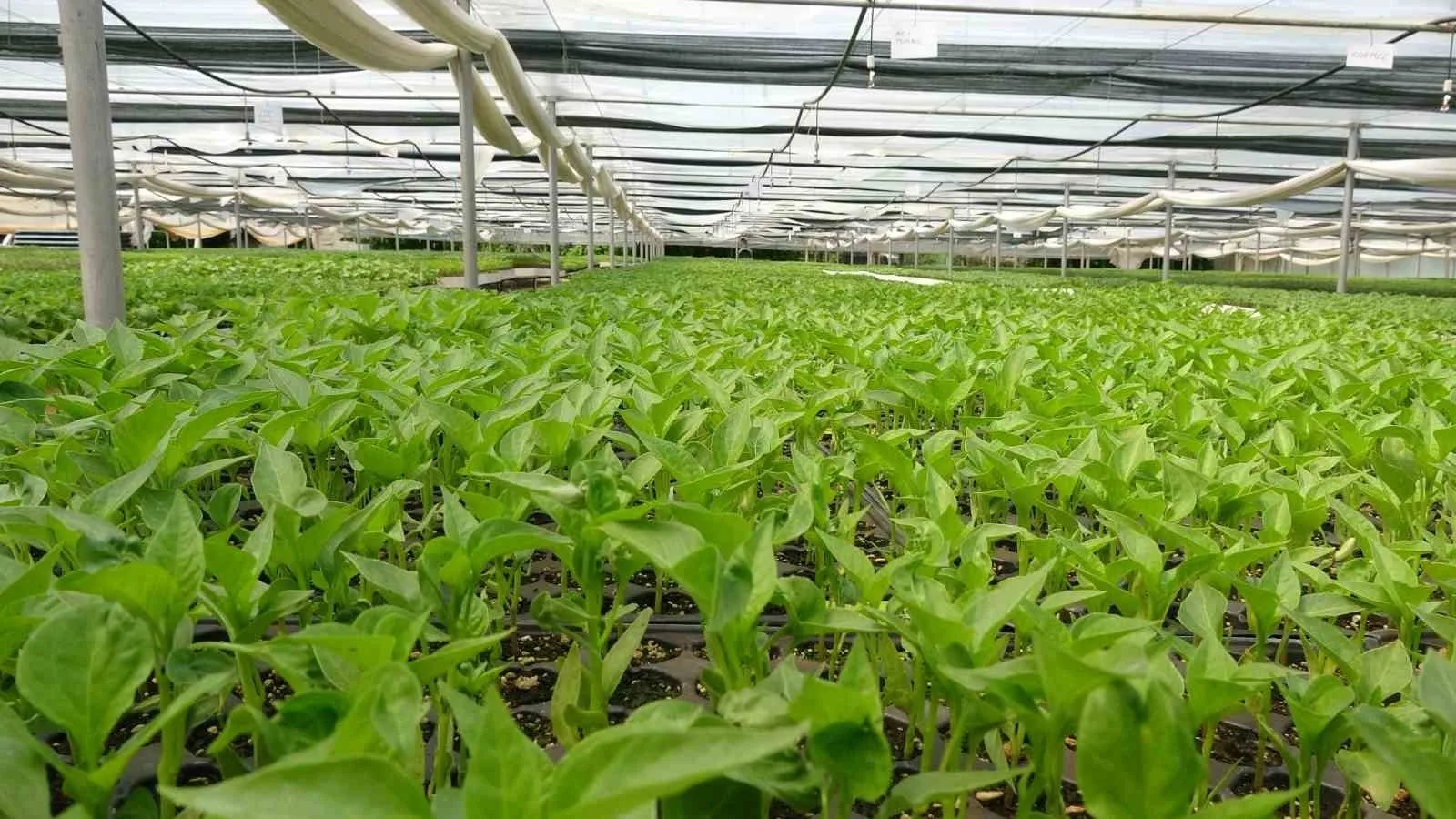 Tokat Gaziosmanpaşa Üniversitesi (TOGÜ) Ziraat Fakültesi Dekanı Prof. Dr. Resul