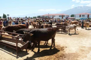 Erzincan’ın Refahiye ilçesine bağlı 34 köyde şap hastalığı nedeniyle hayvan