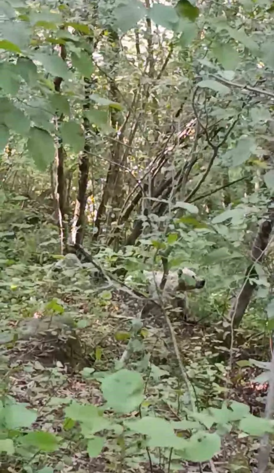 Rize’nin Çamlıhemşin ilçesinde görüntülenen beyaz renkli anne ayı ile üç