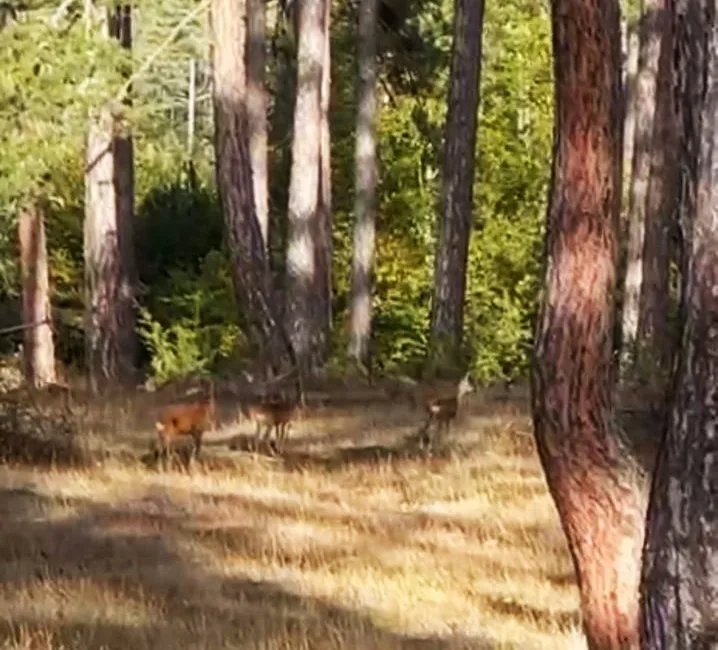 Karabük’ün Safranbolu ilçesinde anne karacanın 2 yavrusuyla birlikte ormanda gezintisi