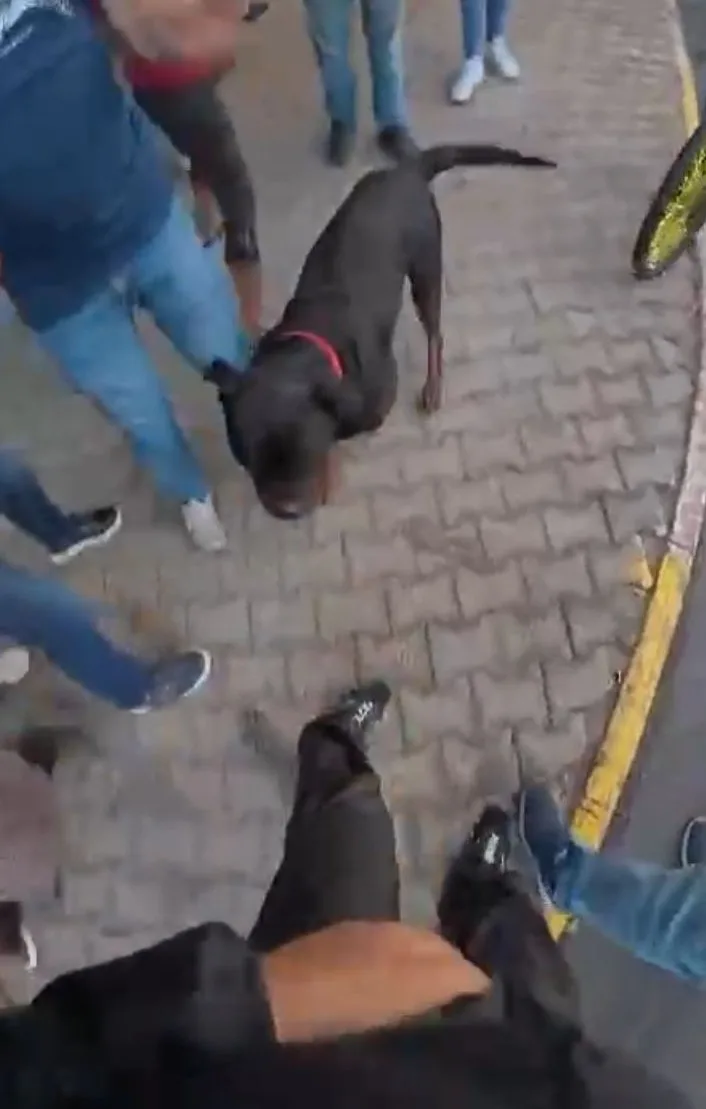 Mersin’de bir kadın ve bir motokuryeye saldırarak yaralayan ‘Rottweiler’ cinsi