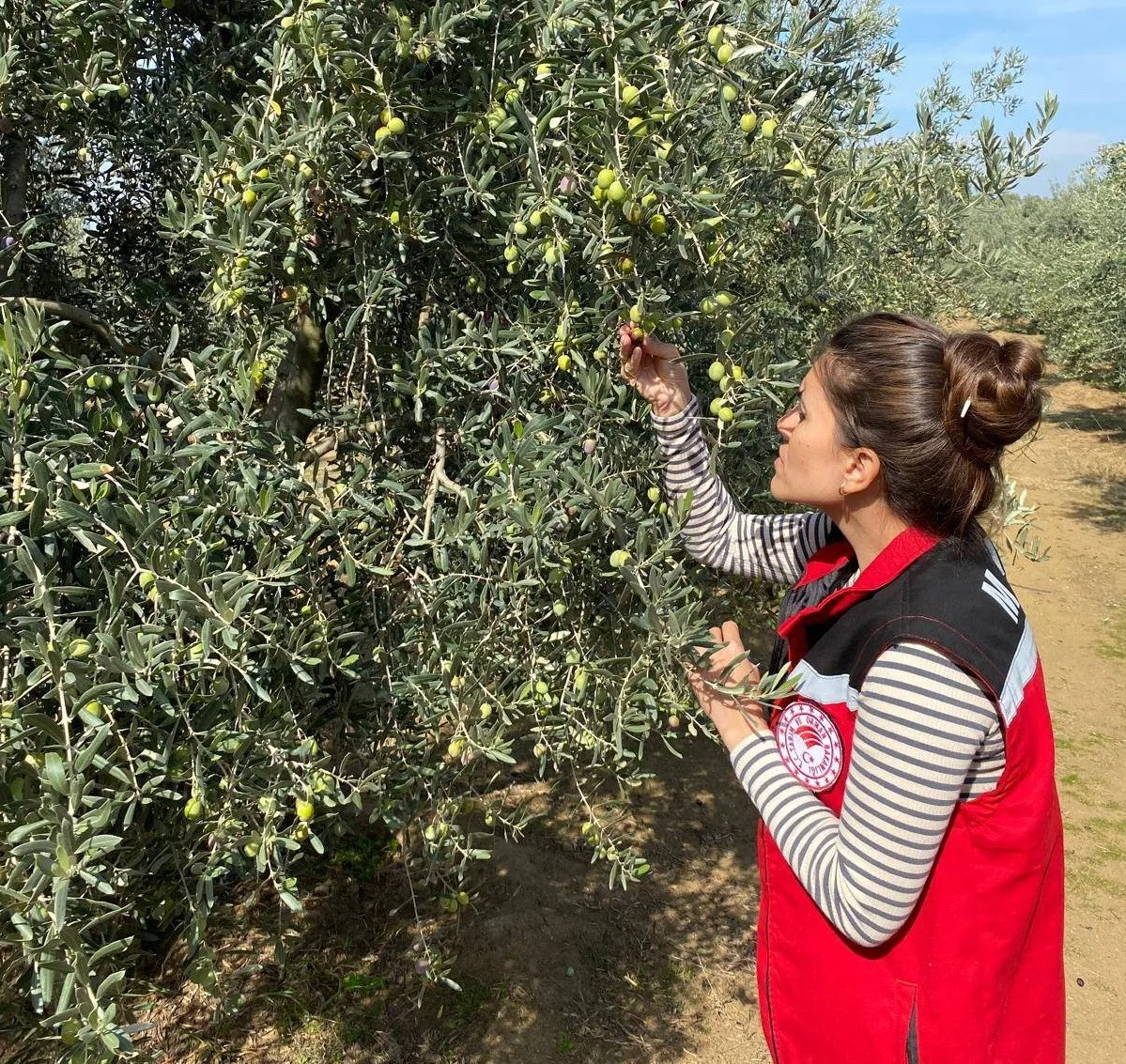 Manisa’nın Salihli ilçesinde zeytin üreticileri için kritik bir uyarı geldi.