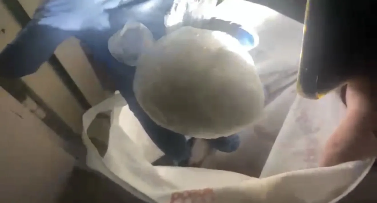 Samsun’un İlkadım ilçesinde bir bölümü evin bodrumuna gizlenmiş 183,8 gram