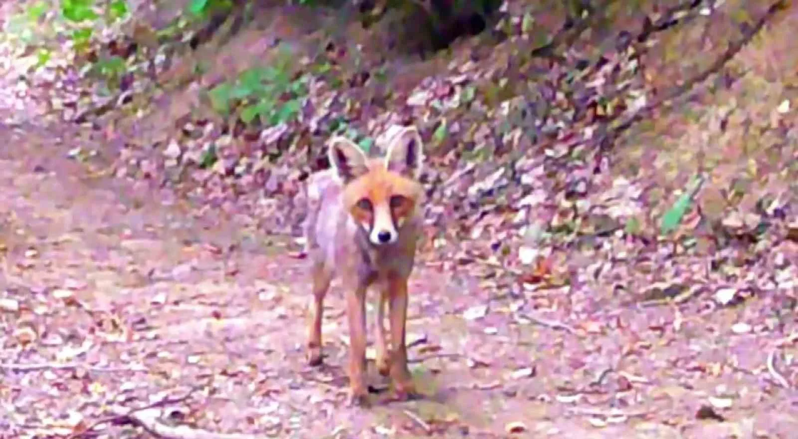 Samsun’un Havza ilçesinde yaşayan doğa tutkunu iki arkadaş, kurdukları fotokapanlarla