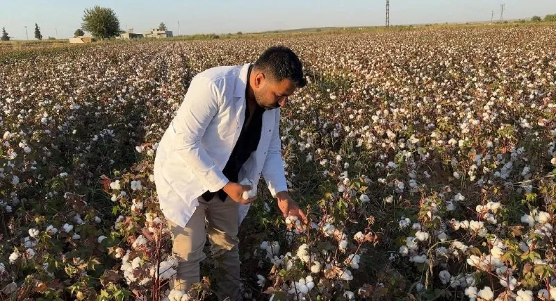 Türkiye’de yetiştirilen pamuğun yüzde 45’inin üretildiği Şanlıurfa’da hasat dönemi başladı.