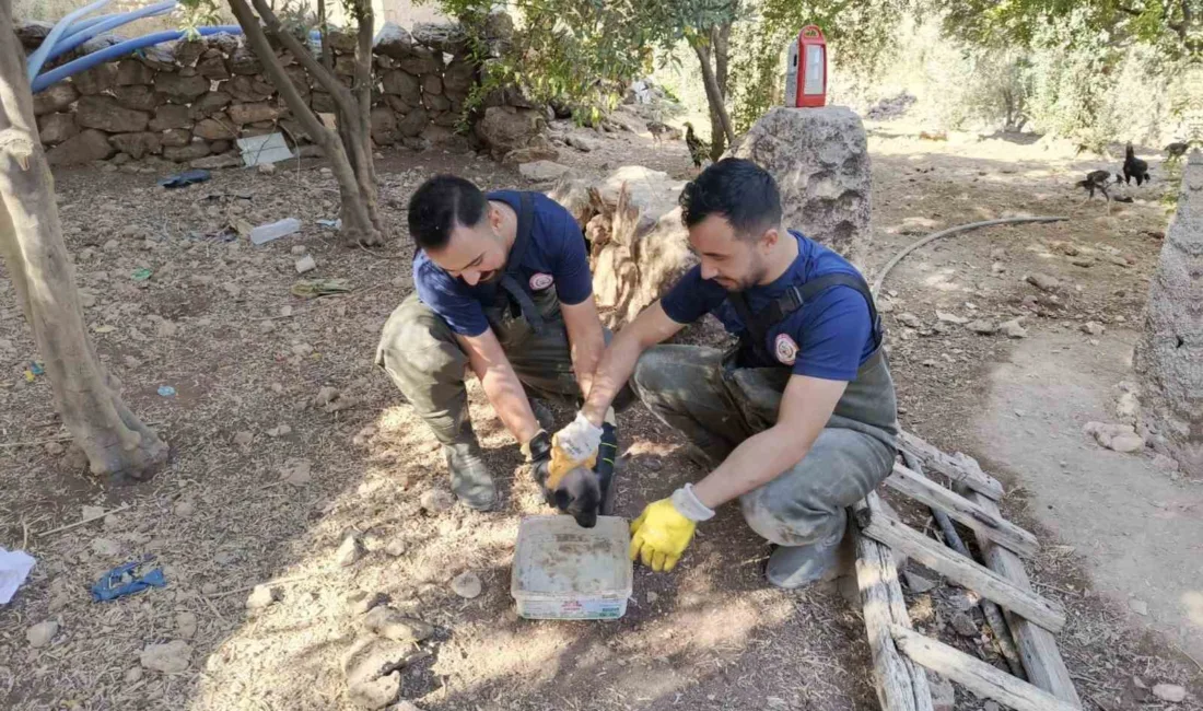 Şanlıurfa’nın Karaköprü ilçesinde foseptik çukuruna düşen köpek yavrusu, itfaiye ekipleri