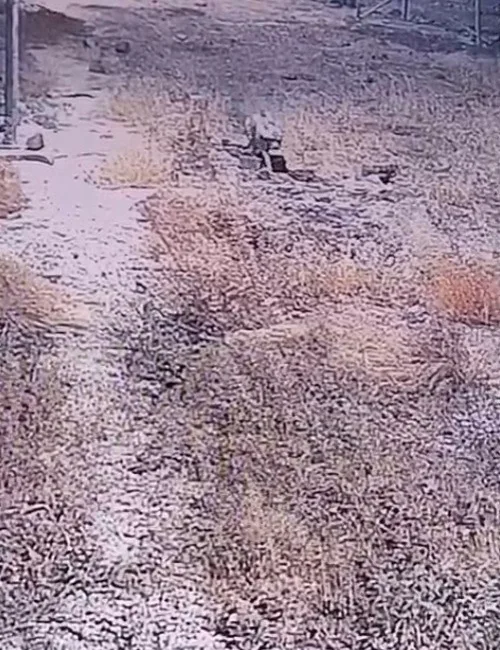 Şanlıurfa’nın Karaköprü ilçesinde, nesli tükenme tehlikesi altında bulunan çizgili sırtlan