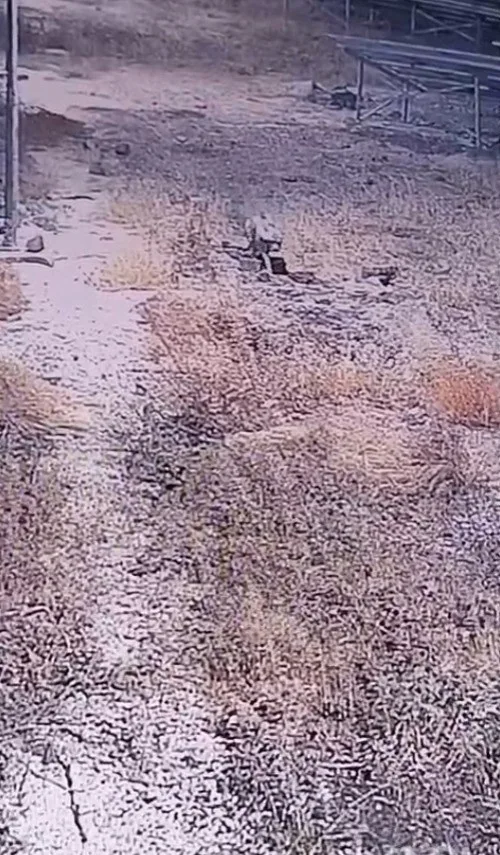 Şanlıurfa’nın Karaköprü ilçesinde, nesli tükenme tehlikesi altında bulunan çizgili sırtlan