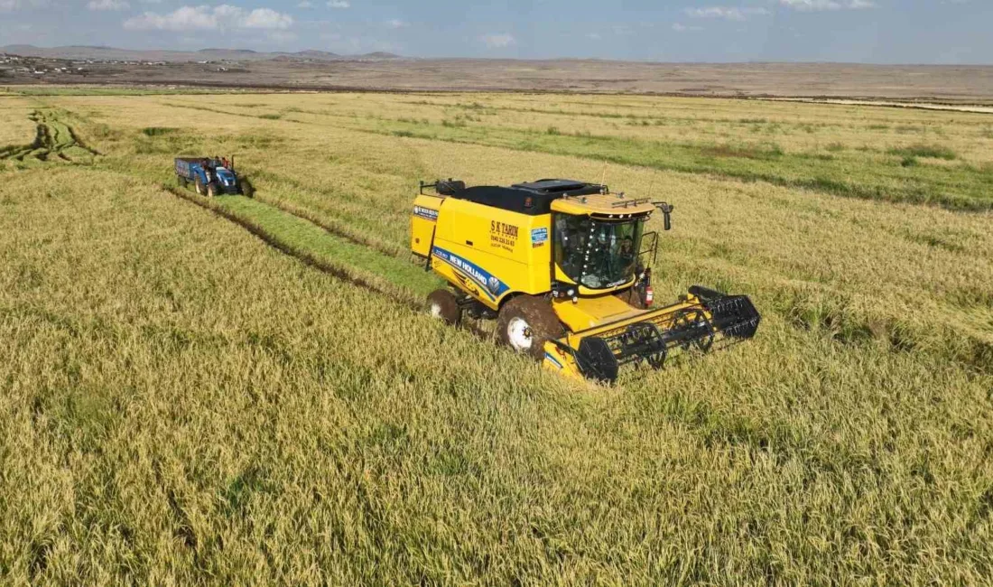 Şanlıurfa’da Karacadağ bölgesinde özenle yetişen pirincin hasadı başladı. Siverek ilçesi