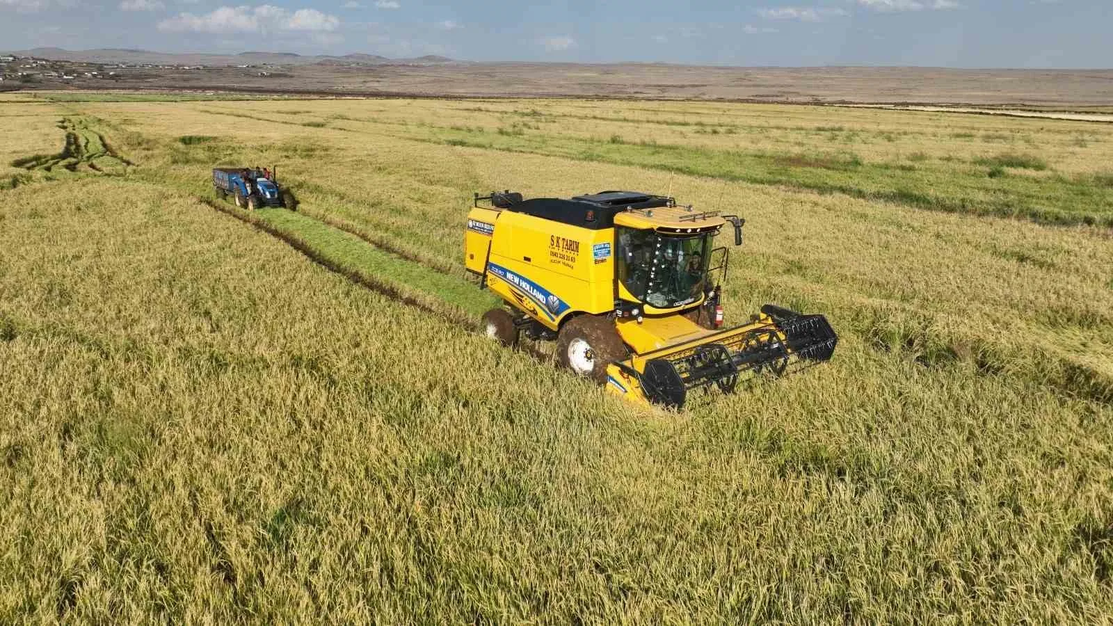 Şanlıurfa’da Karacadağ bölgesinde özenle yetişen pirincin hasadı başladı. Siverek ilçesi