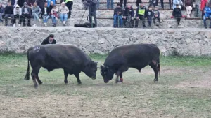 Artvin’in Ardanuç ilçesinde bu yıl 4’üncüsü düzenlenen Kültür ve Sanat
