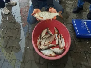 Sakarya’nın Sapanca ilçesinde düzenlenen kızılkanat balığı tutma yarışması, amatör balıkçıların
