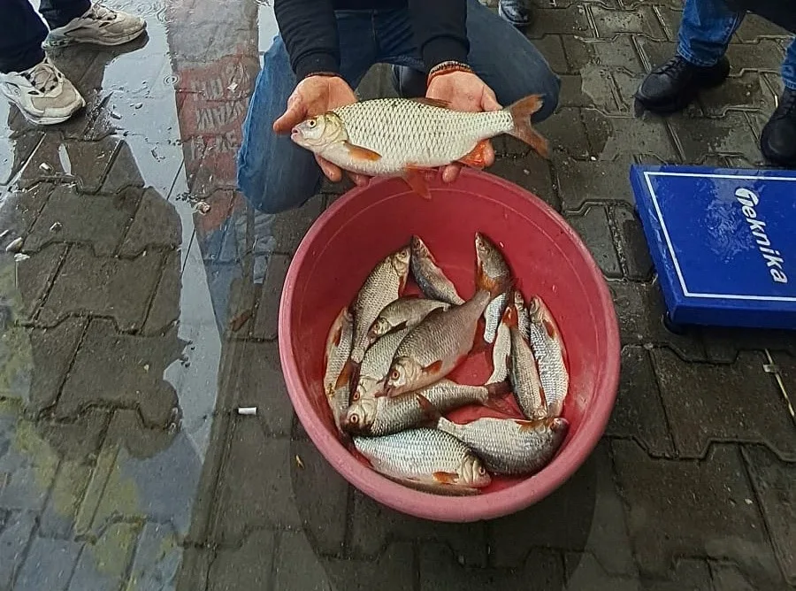 Sakarya’nın Sapanca ilçesinde düzenlenen kızılkanat balığı tutma yarışması, amatör balıkçıların