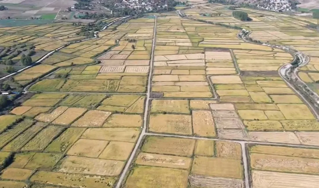 Sinop’un Saraydüzü ilçesinde çeltik hasadı başladı. Bu sezon 6 bin