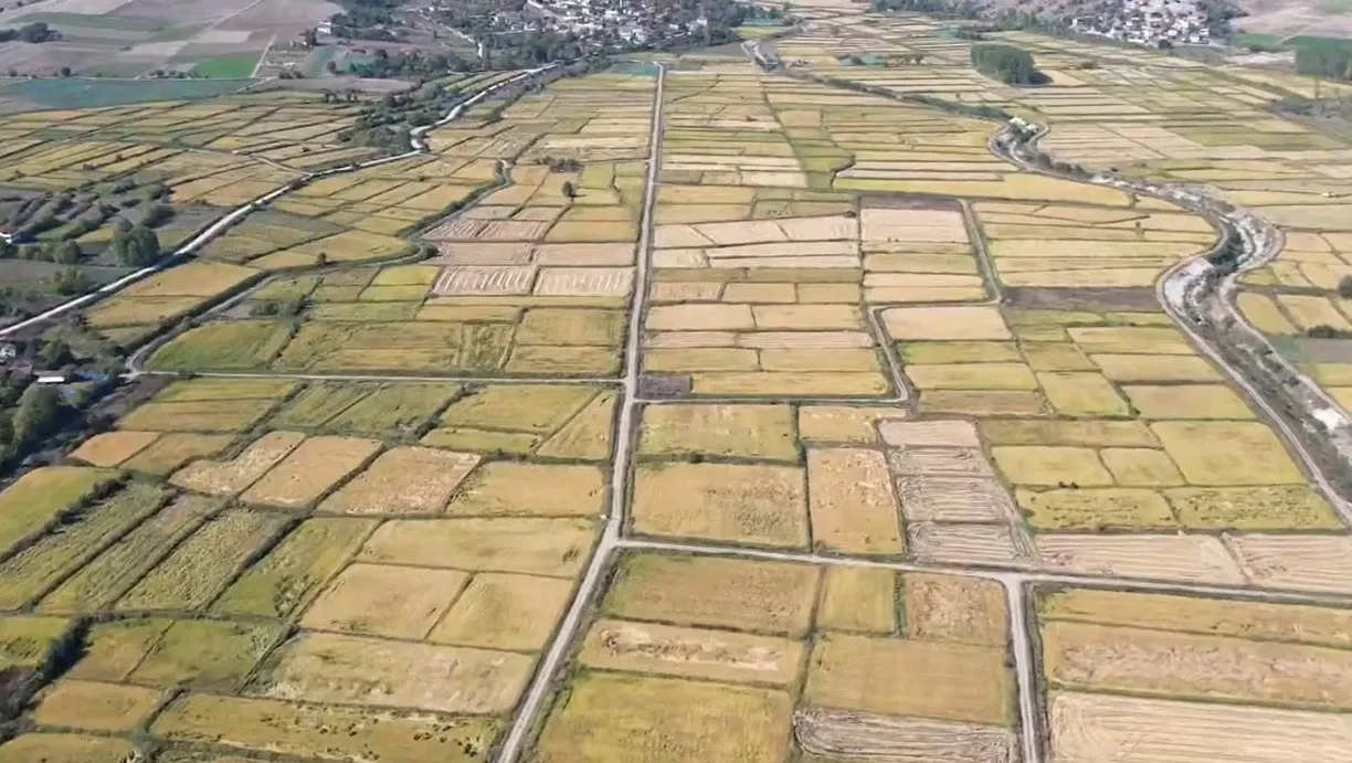Sinop’un Saraydüzü ilçesinde çeltik hasadı başladı. Bu sezon 6 bin
