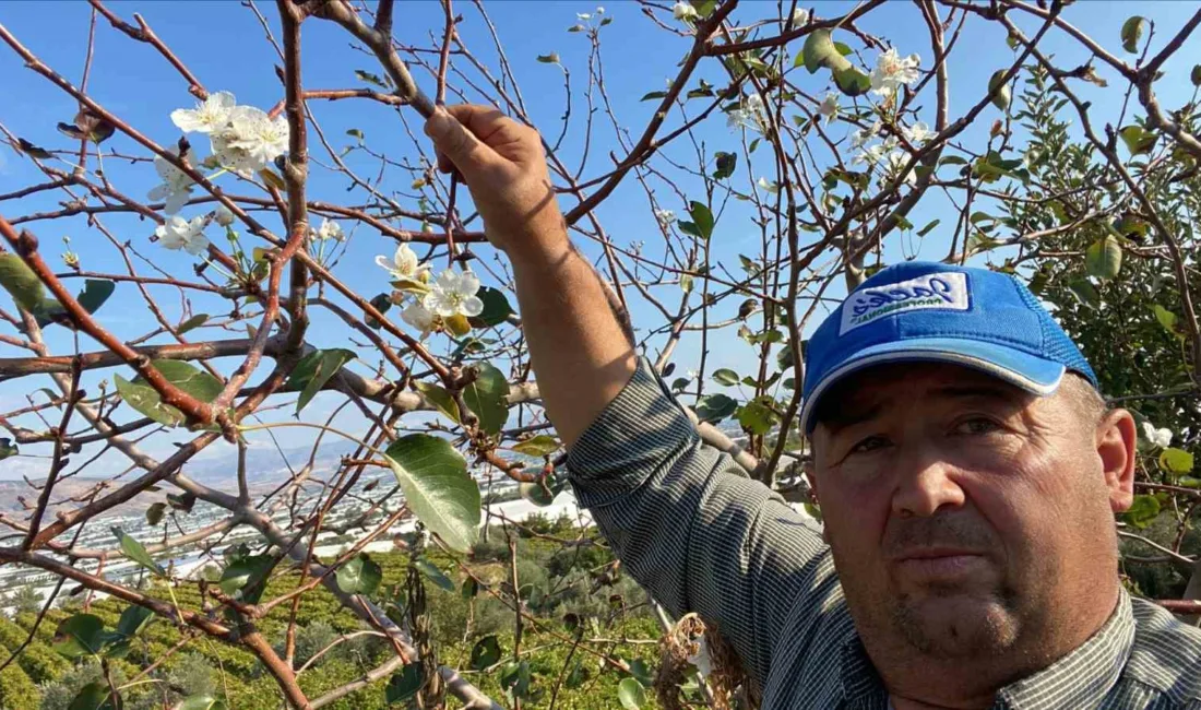 Manisa’nın Sarıgöl ilçesinde bir armut ağacı yıl içinde ikinci kez