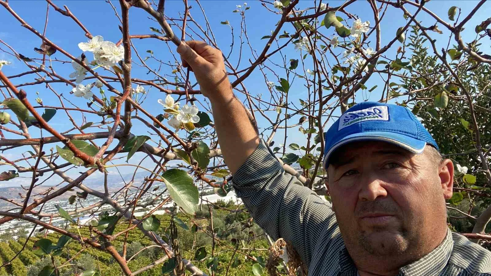 Manisa’nın Sarıgöl ilçesinde bir armut ağacı yıl içinde ikinci kez