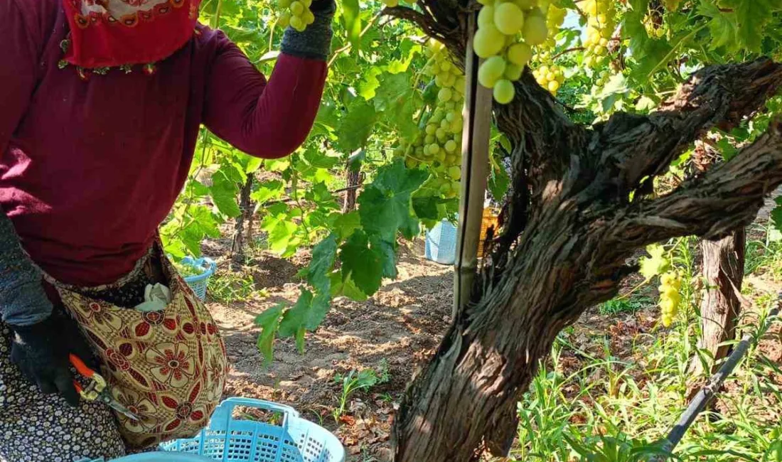 Türkiye’nin çekirdeksiz Sultaniye üzüm üretiminin en önemli merkezlerinden biri olan