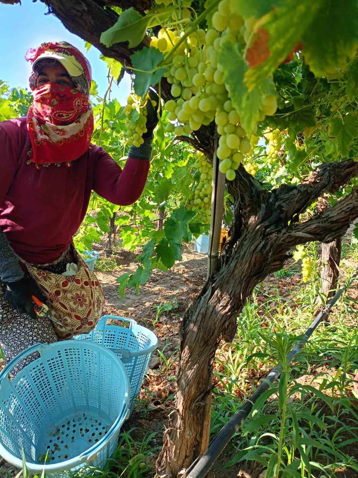 Türkiye’nin çekirdeksiz Sultaniye üzüm üretiminin en önemli merkezlerinden biri olan