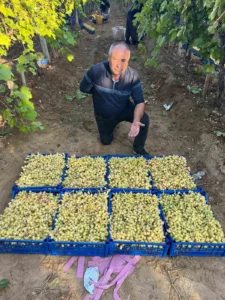 Manisa’nın Sarıgöl ilçesinde örtü altında bekletilen yaz meyvesi dünyaca ünlü
