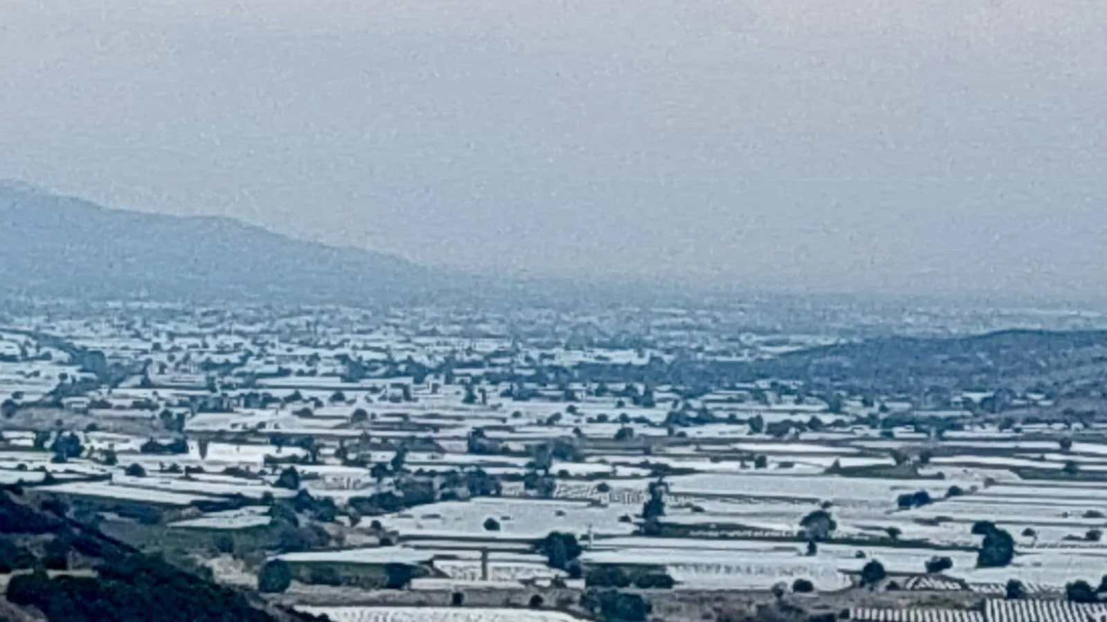 Manisa’nın Sarıgöl ilçesinden dünya sofralarına Sultani çekirdeksiz üzümü yetiştiren çiftçiler