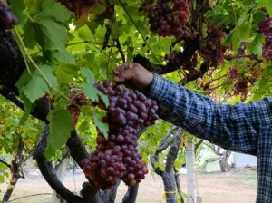 Manisa’nın Sarıgöl ilçesinde üzüm üreticisi Güngör Cerit, beş dekarlık Crimson