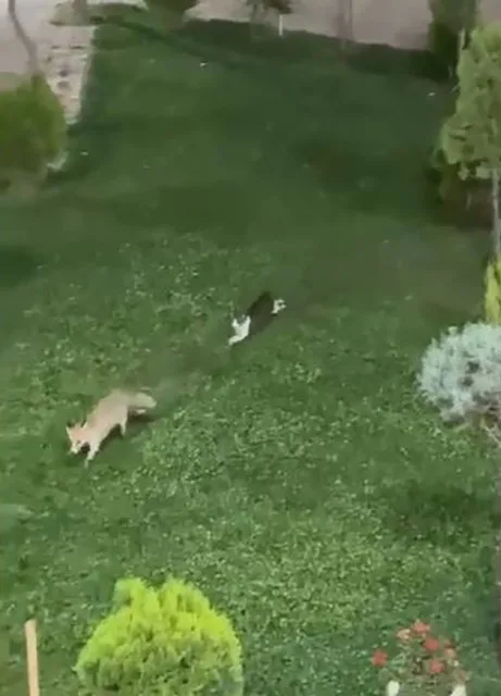 Hakkari’nin Şemdinli ilçesindeki seyir tepesine inen tilki ile kedinin keyifli