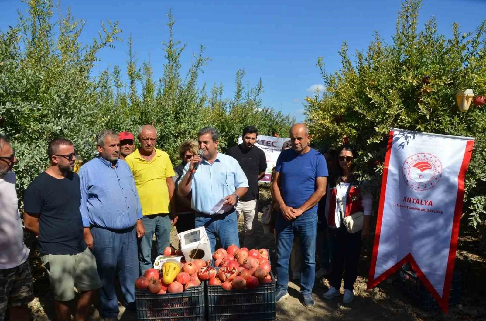 Antalya’nın Serik ilçesinde nar hasadına başlandı. Antalya’da nar üretiminin yoğun