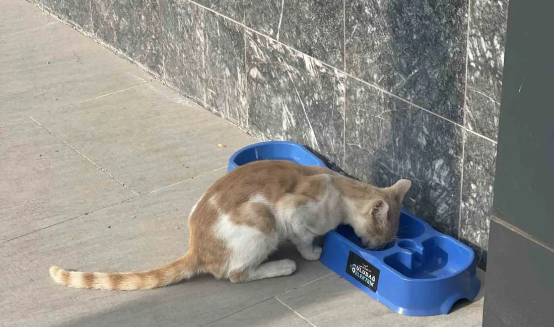 Uludağ Elektrik, sokak hayvanlarının hayat şartlarını iyileştirmeye yönelik yürüttüğü “Sevgimiz,