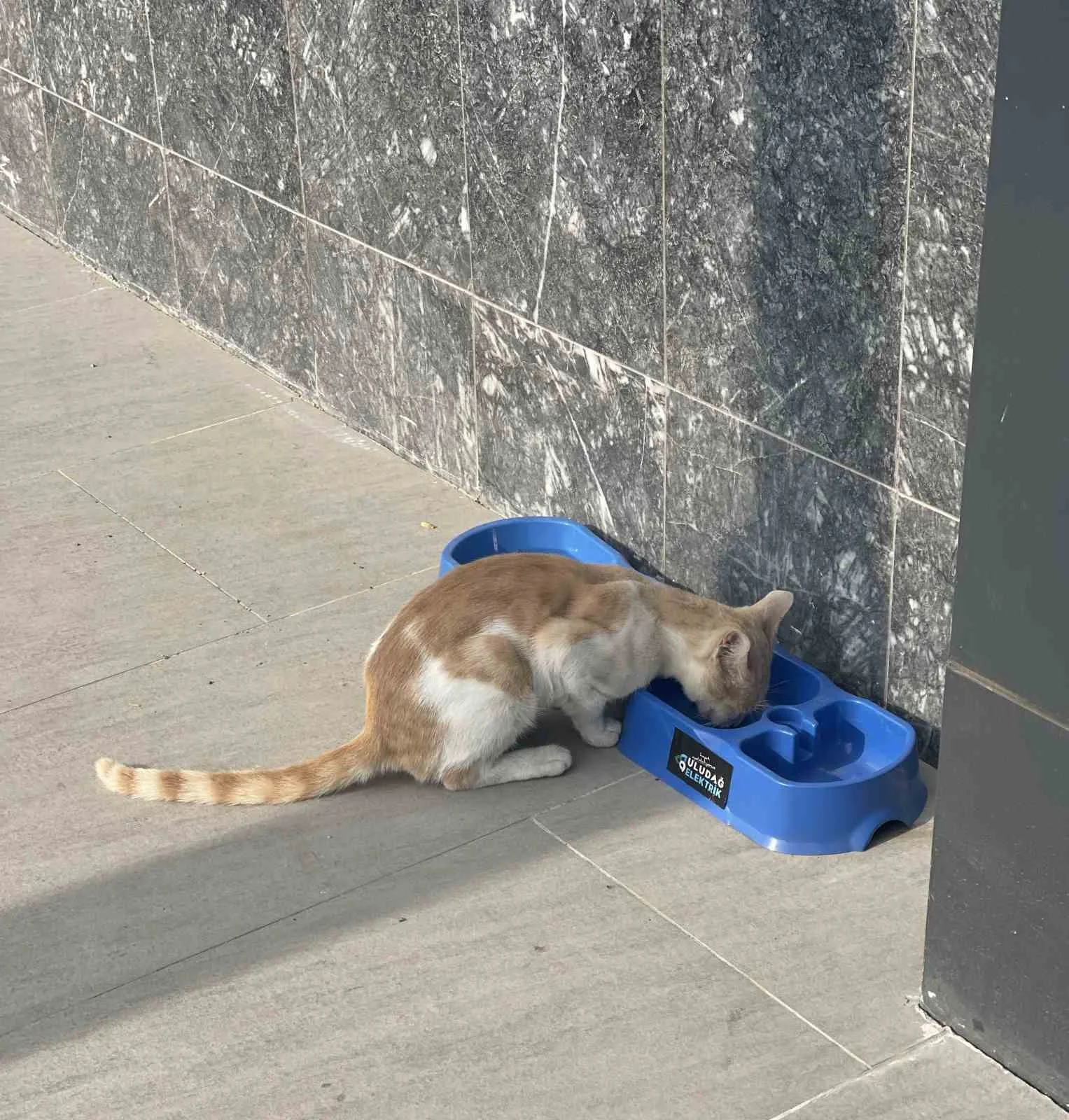 Uludağ Elektrik, sokak hayvanlarının hayat şartlarını iyileştirmeye yönelik yürüttüğü “Sevgimiz,