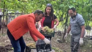 Muğla Tarım ve Orman İl Müdürlüğü ekiplerinin 2025 yılı hasat